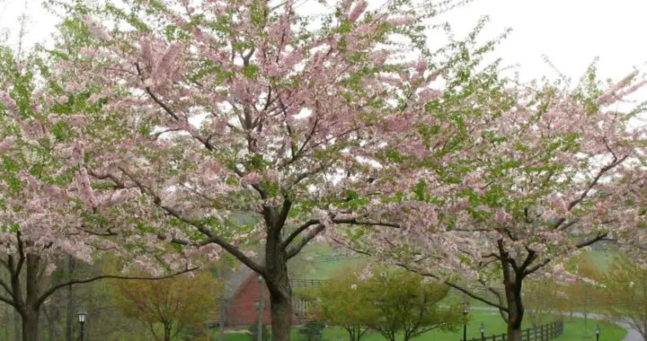 Its Spring! 3 Its Spring! 431955578 1129538218001890 6707843115689547481 N