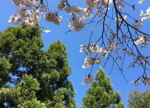 April Days 433430283 1129533764669002 2092647663103335782 N