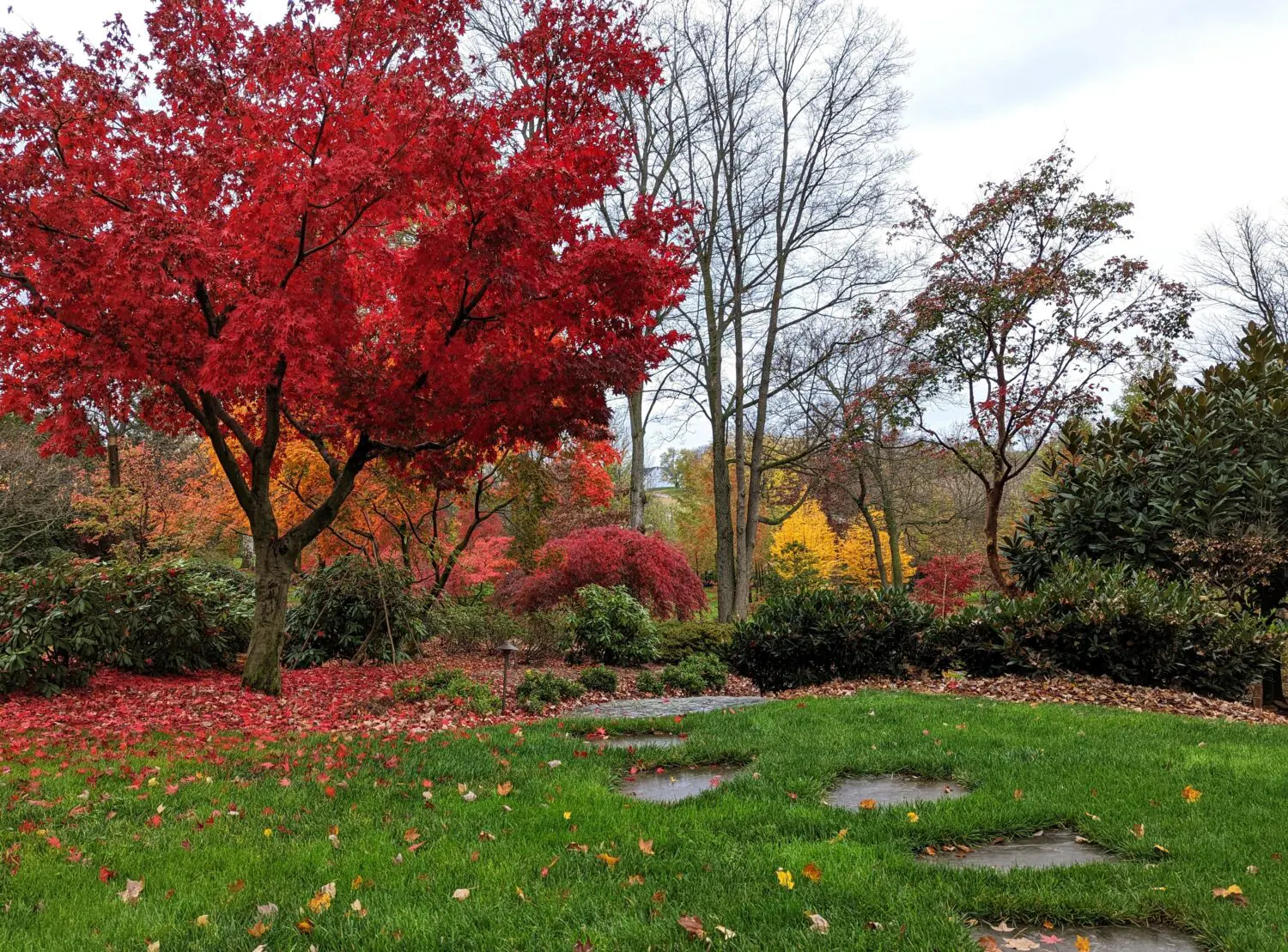 Landscape Design 4 Landscape Design Gd 28 Japanese Maples Brighten A Cloudy Fall Day In This Woodland Garden Scaled
