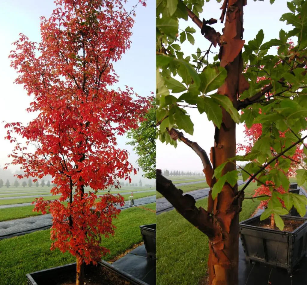 Specialty Plant Nursery In Lancaster, Pa 11 Paperbark Maple With Close Up To Show Bark Texture