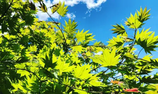 Garden Joys: Light_featured_image