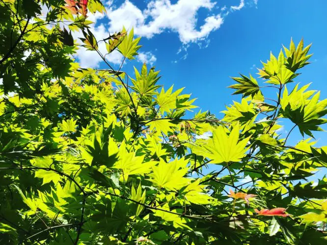 Garden Joys: Light_featured_image