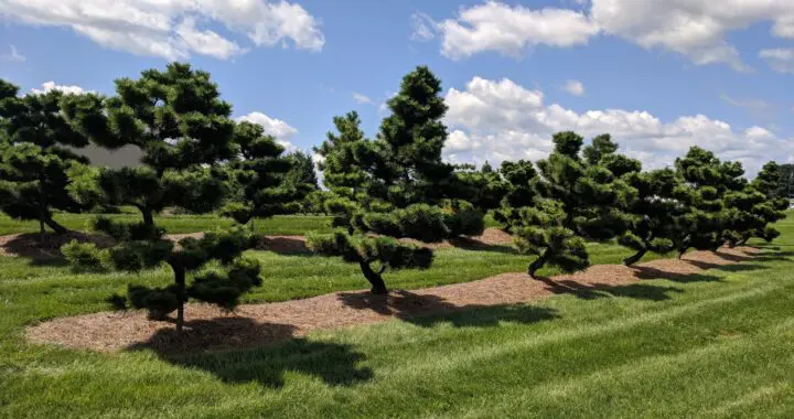 The Art Of Black Pines 434833722 1140585110230534 8882567475341273899 N