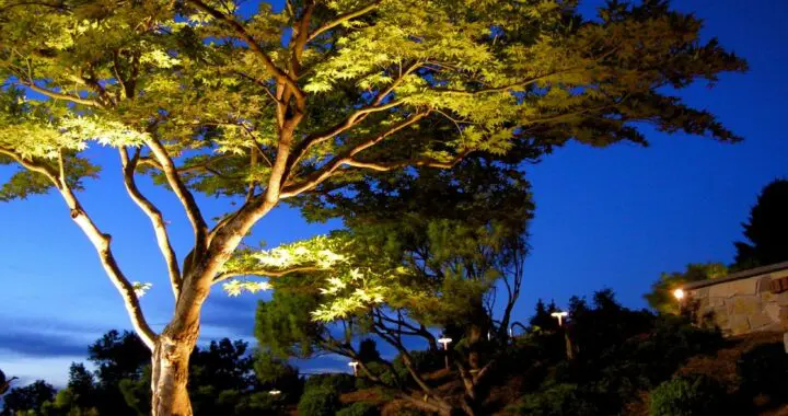 Garden Joys: Light (Revisited) 440739391 1156976478591397 7552808492362326168 N