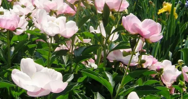 The Fairest Month 440852585 1156964638592581 1126002291869207320 N