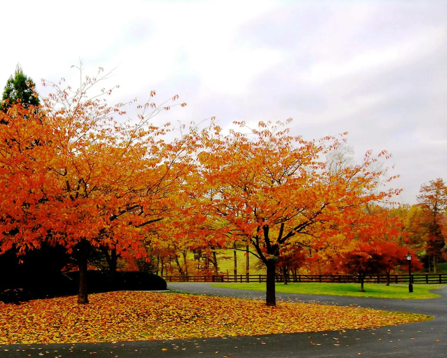 Low-Maintenance Gardens 15 A Scenic Autumn Landscape Shows Two Trees With Vibrant Orange And Yellow Leaves By The Side Of A Paved Road. Fallen Leaves Form A Colorful Carpet Underneath. The Background Features A Green Field, A Wooden Fence, And A Cloudy Sky.