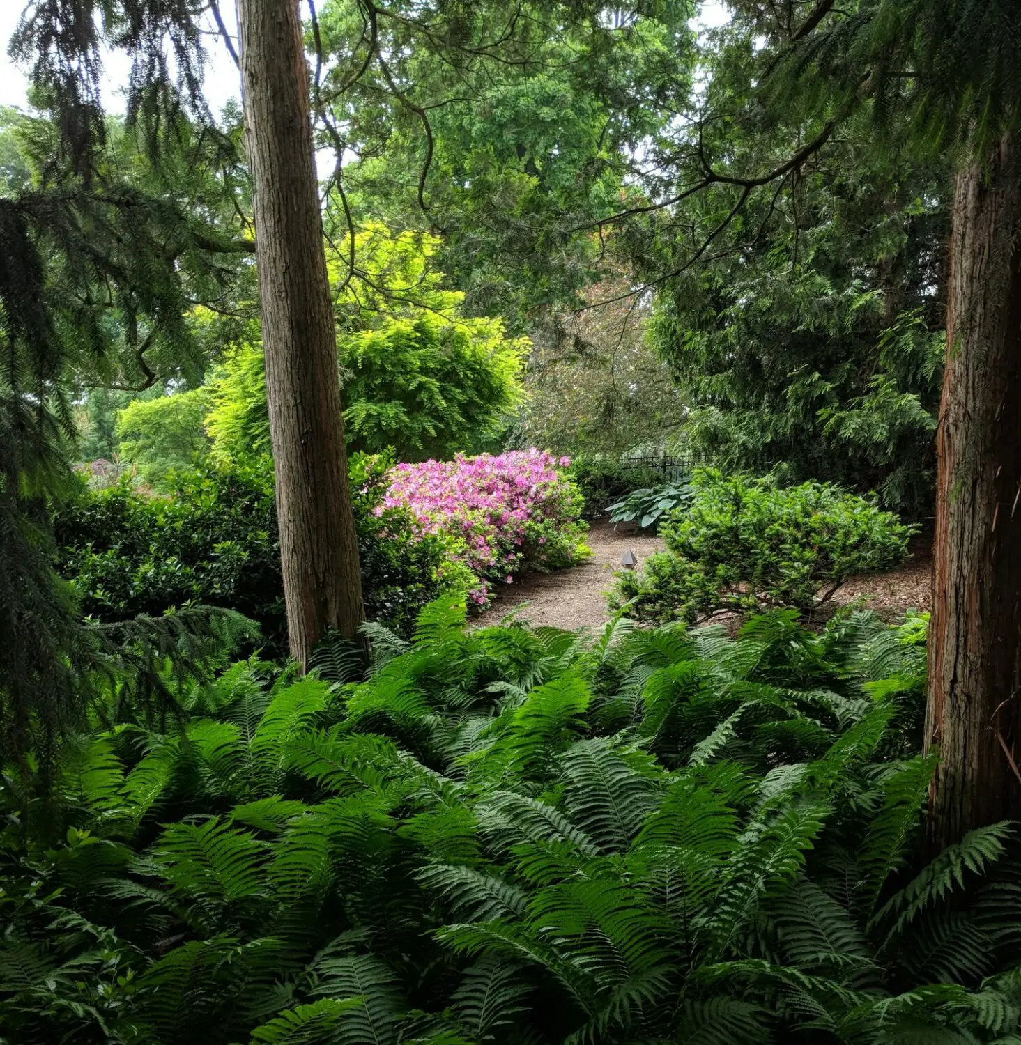 Low-Maintenance Gardens 17 A Lush, Shaded Forest Scene With Tall Trees, Dense Ferns Covering The Forest Floor, And Vibrant Pink Flowers Blooming In The Background. The Trees Frame A Path Leading Deeper Into The Greenery, Creating A Serene And Inviting Atmosphere.