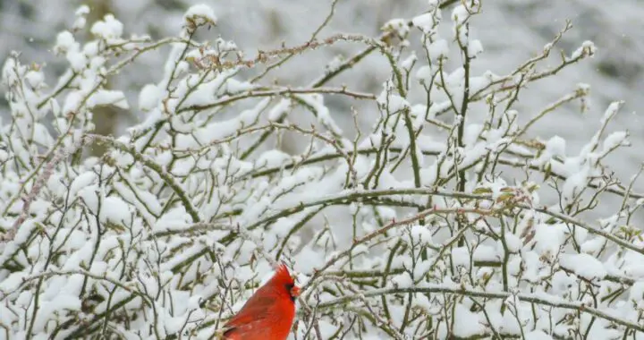 Garden Delights....even In Winter Ng24 Edited