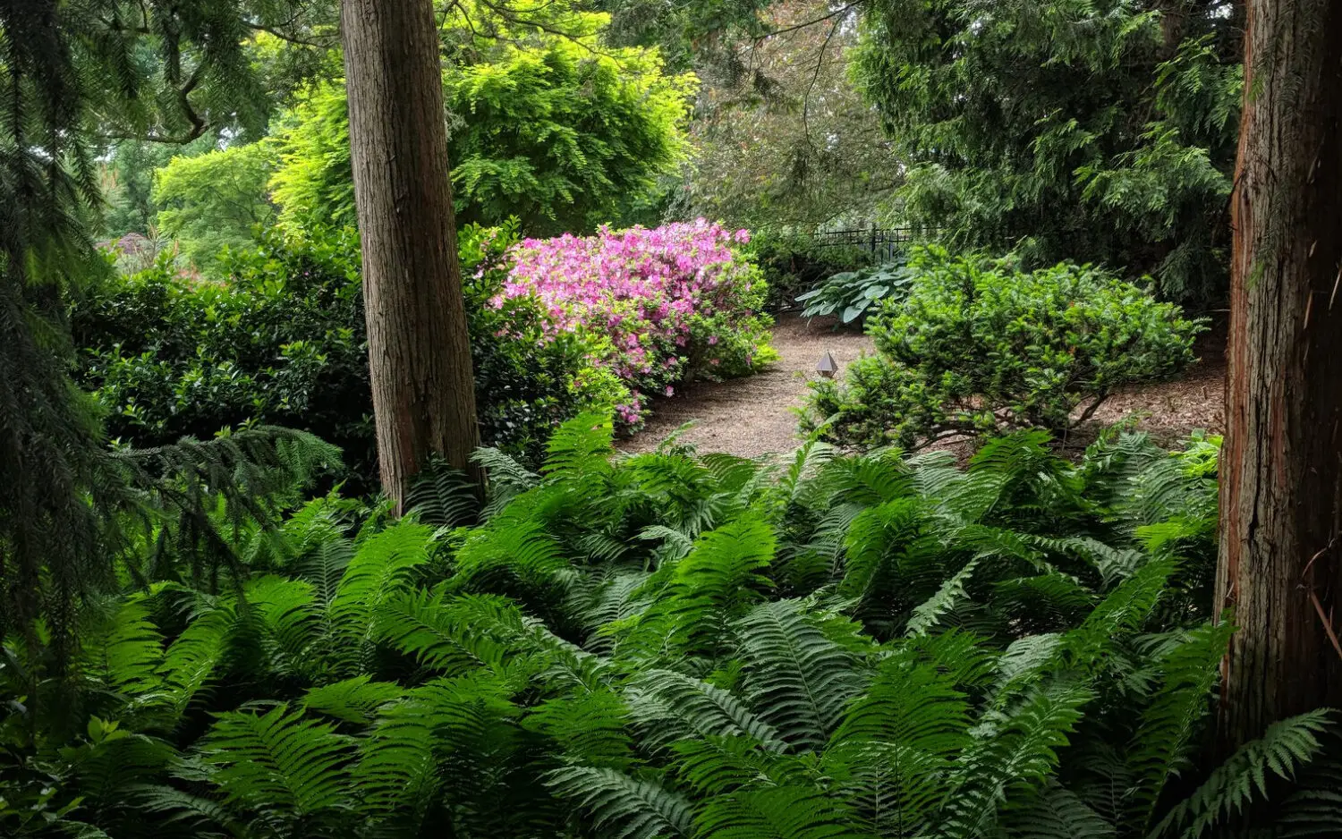 Hanselman Landscape 14 A Path Through A Forest