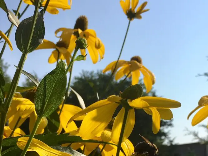 A Song For Summer_featured_image