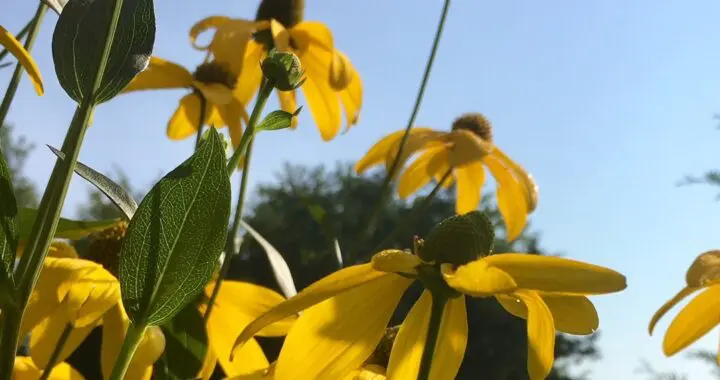 A Song For Summer 4 A Song For Summer 450735463 1206277453661299 8196971173094515848 N