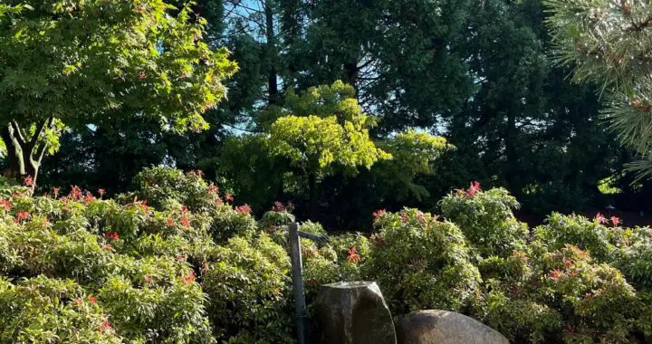 After The Rain 449334070 1197496231206088 3611480057901949985 N