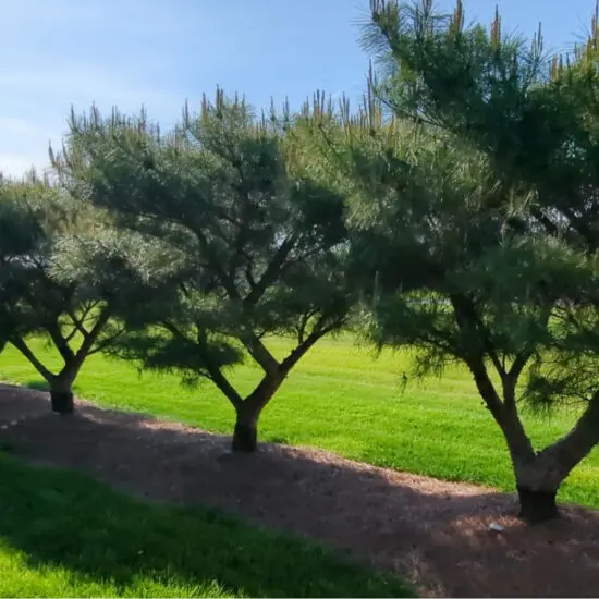 Japanese Red Pine Pinus Densiflora ‘Compacta’