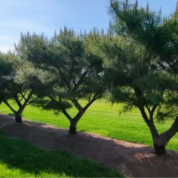 Japanese Red Pine Pinus Densiflora ‘Compacta’