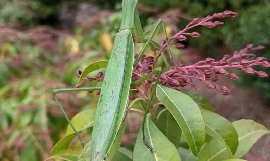 Praying Mantis: Ninja Warrior of the Garden!_featured_image