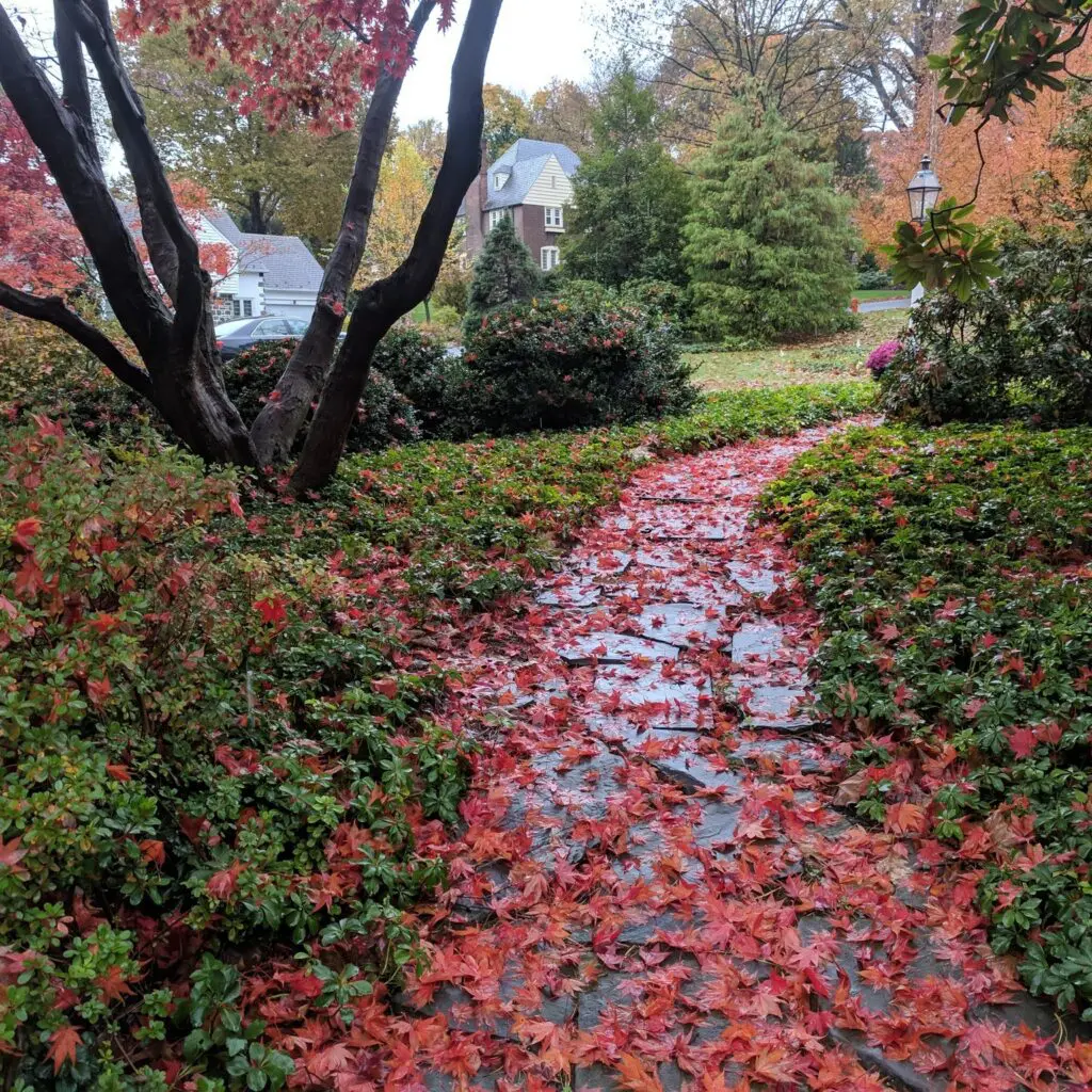 Autumnal 3 Autumnal 458591422 1244021543220223 4206558423966602427 N