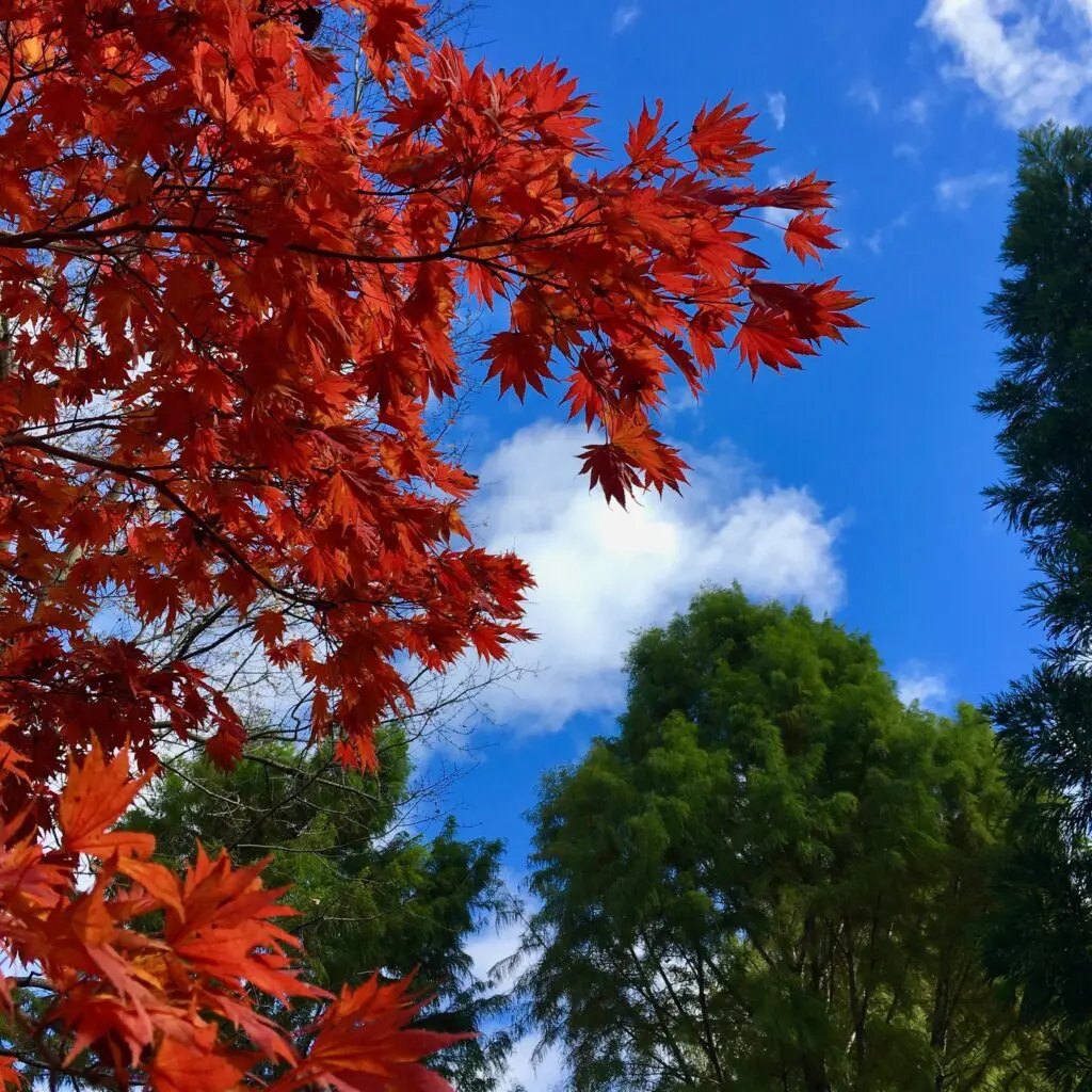 Autumnal 1 Autumnal 459043278 1244020409887003 7807210931166371315 N