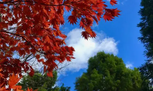 Autumnal_featured_image