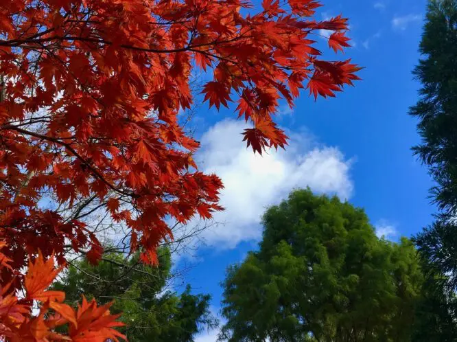 Autumnal_featured_image