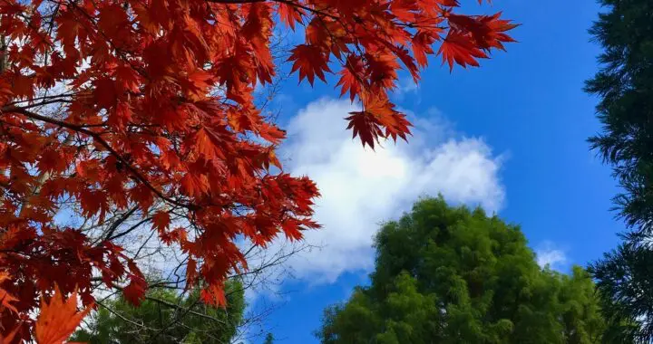 Autumnal 459043278 1244020409887003 7807210931166371315 N