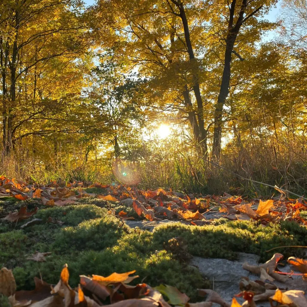 An Autumn Walk 2 An Autumn Walk 463926448 1275531710069206 3514052700153983646 N
