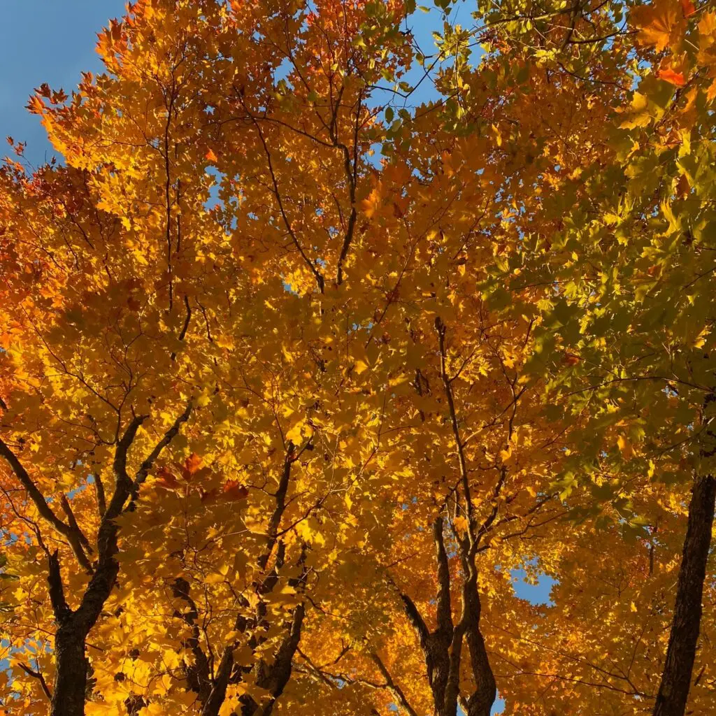 The Loveliness Of Trees 1 The Loveliness Of Trees 463979617 1275518700070507 8380098691815808674 N
