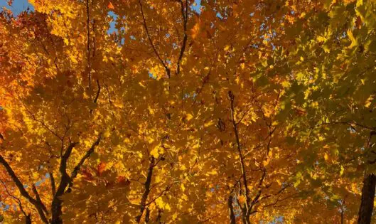 The Loveliness of Trees_featured_image