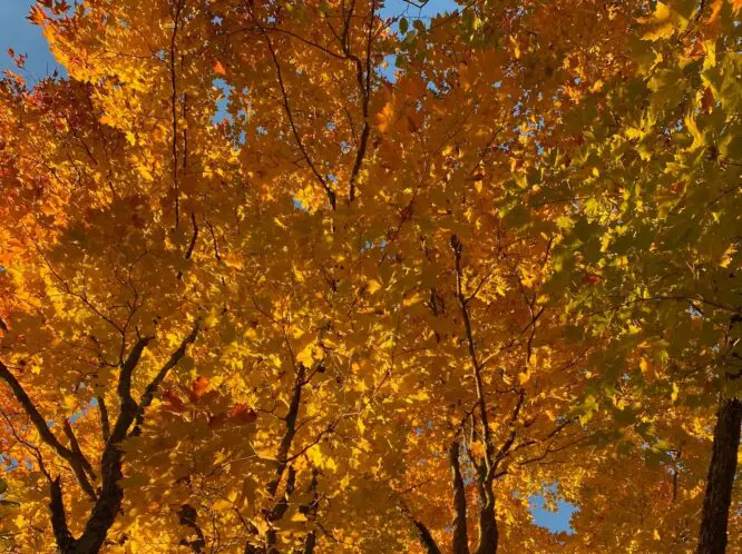 The Loveliness of Trees_featured_image
