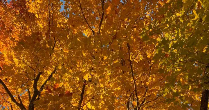 The Loveliness Of Trees 463979617 1275518700070507 8380098691815808674 N