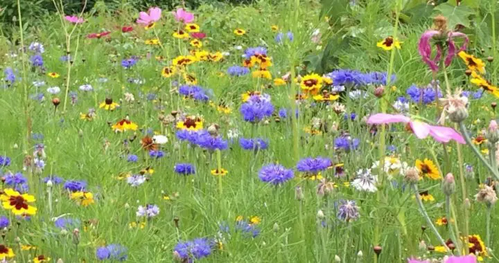 A Field Full Of Colorful Flowers Planted By Landscape Professionals From Hanselman Landscape