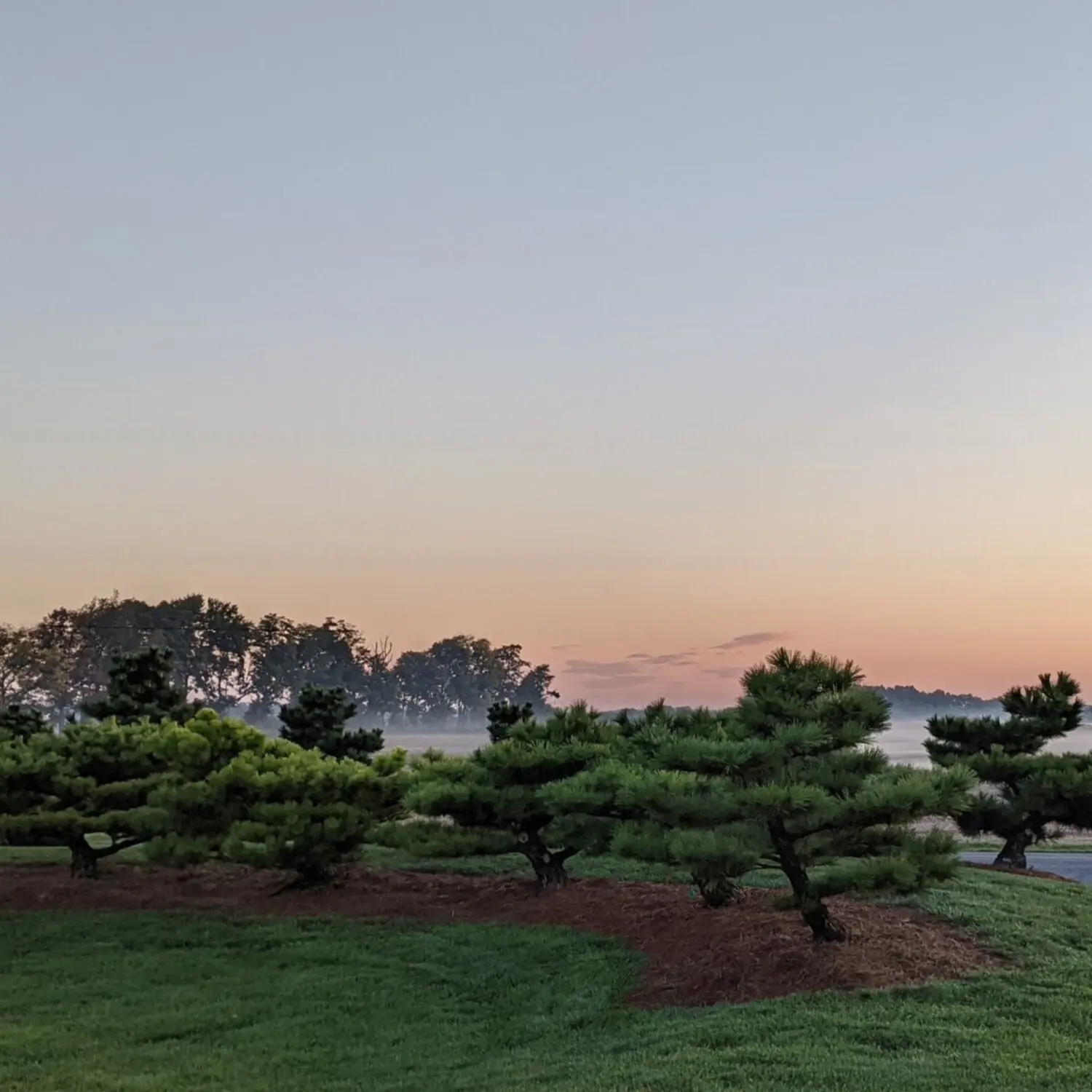 Commercial And Residential Landscape And Garden Services (2023) 20 Commercial And Residential Landscape And Garden Services (2023) Pn17 Pinus Thunbergii Thunderhead Fotor 2024100523436 1 Scaled