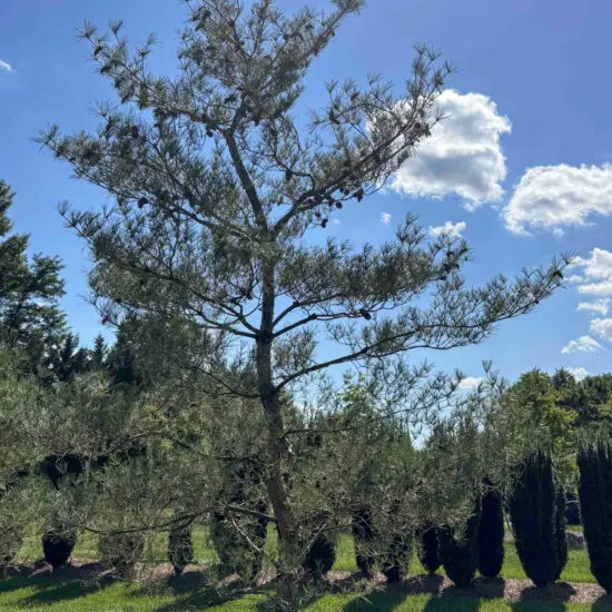 Japanese Red Pine #10 Pd0010 2