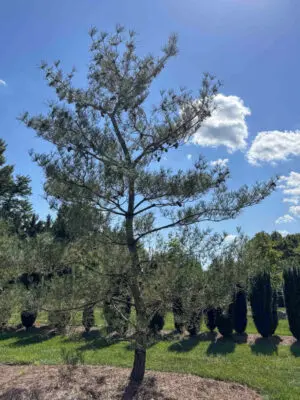 Japanese Red Pine #10