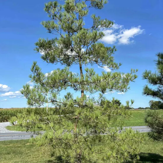 Japanese Red Pine #31 Pd0031 2