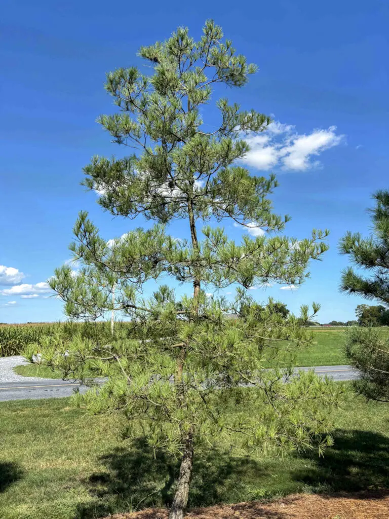 Ornamental Pine Catalog 45 Japanese Red Pine #31
