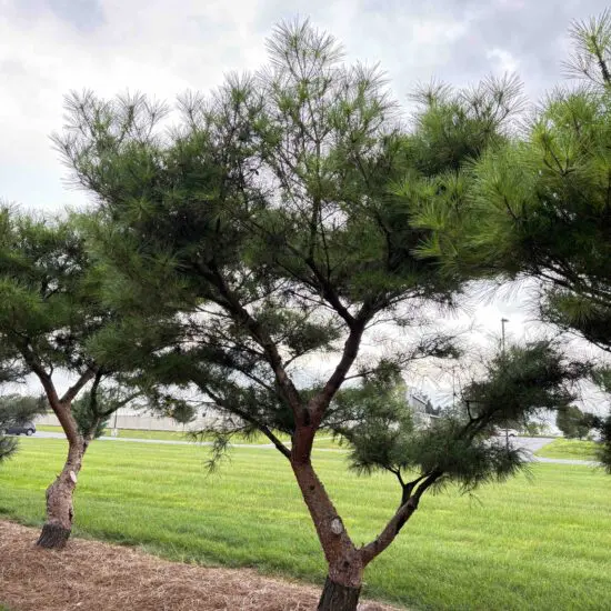 Japanese Red Pine Pinus Densiflora ‘Compacta’