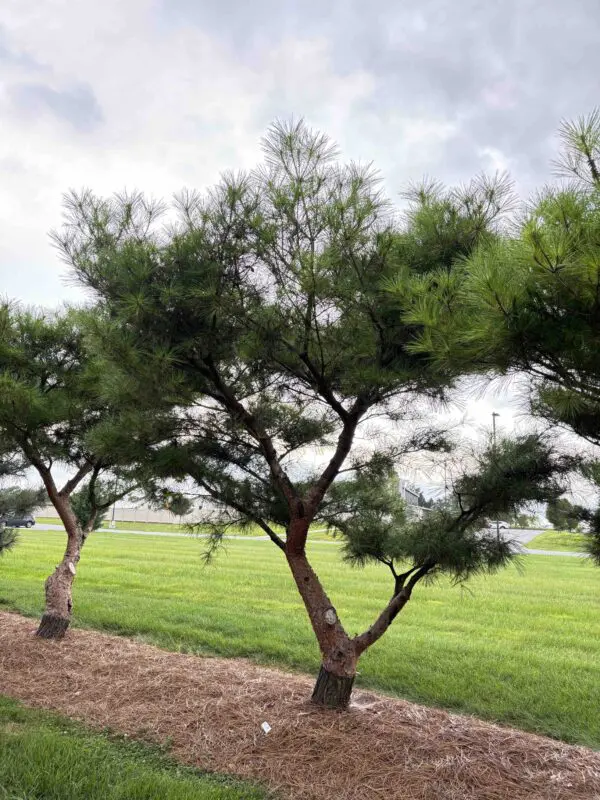 Japanese Red Pine Pinus Densiflora ‘Compacta’