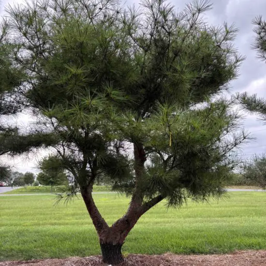 Japanese Red Pine Pinus Densiflora ‘Compacta’