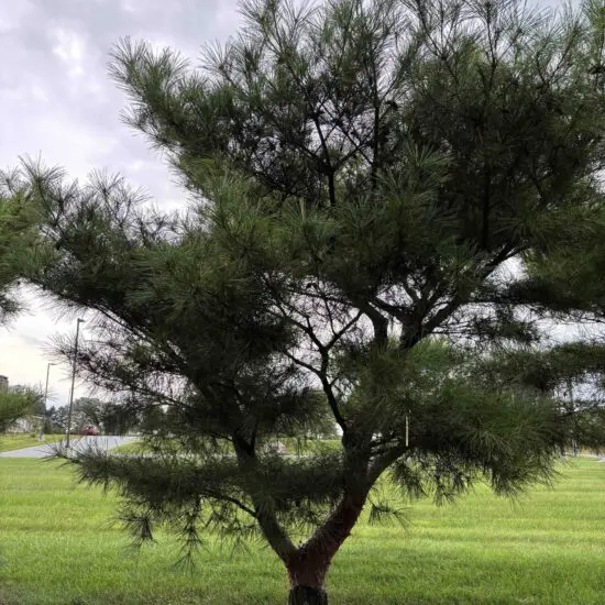 Japanese Red Pine Pinus Densiflora ‘Compacta’