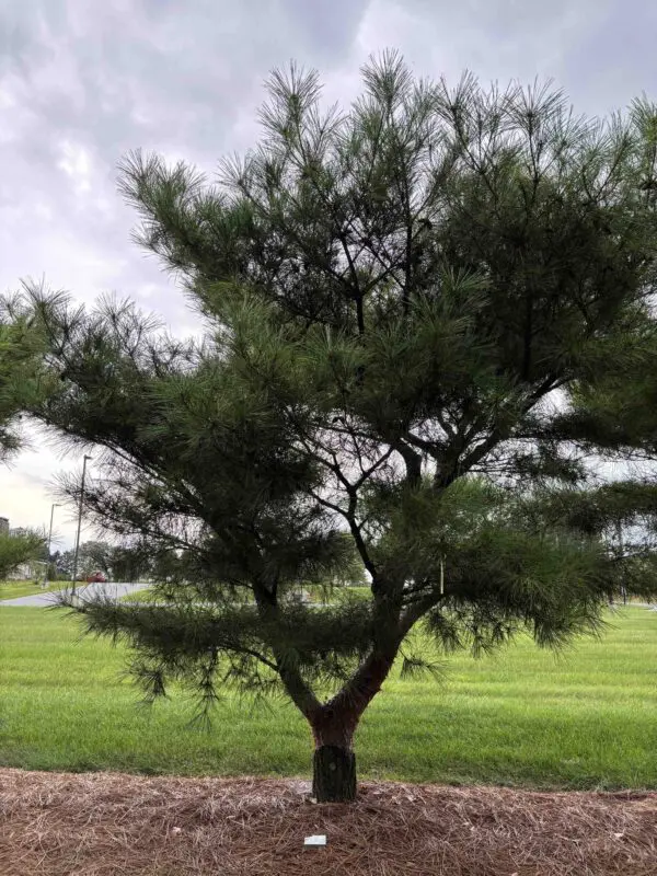 Japanese Red Pine Pinus Densiflora ‘Compacta’