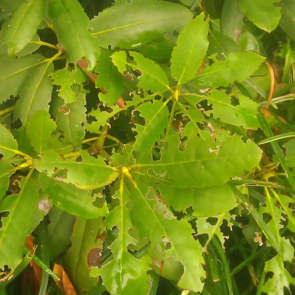 Pest Control, Plant Disease Control, And Weed Control In Lancaster County, Pa (Ian) 10 Black Vine Weevil Adult Damage