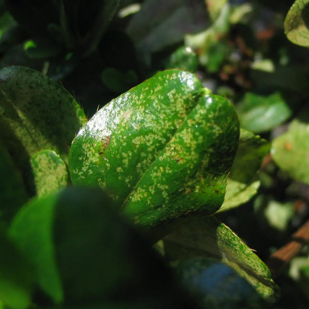 Pest Control, Plant Disease Control, And Weed Control In Lancaster County, Pa (Ian) 11 Lace Bug Damage