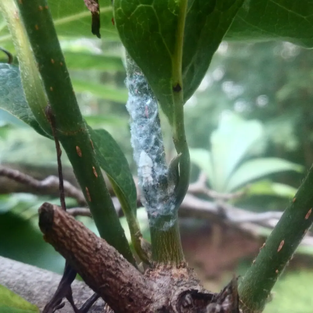Pest Control, Plant Disease Control, And Weed Control In Lancaster County, Pa (Ian) 12 Mealybug On Magnolia