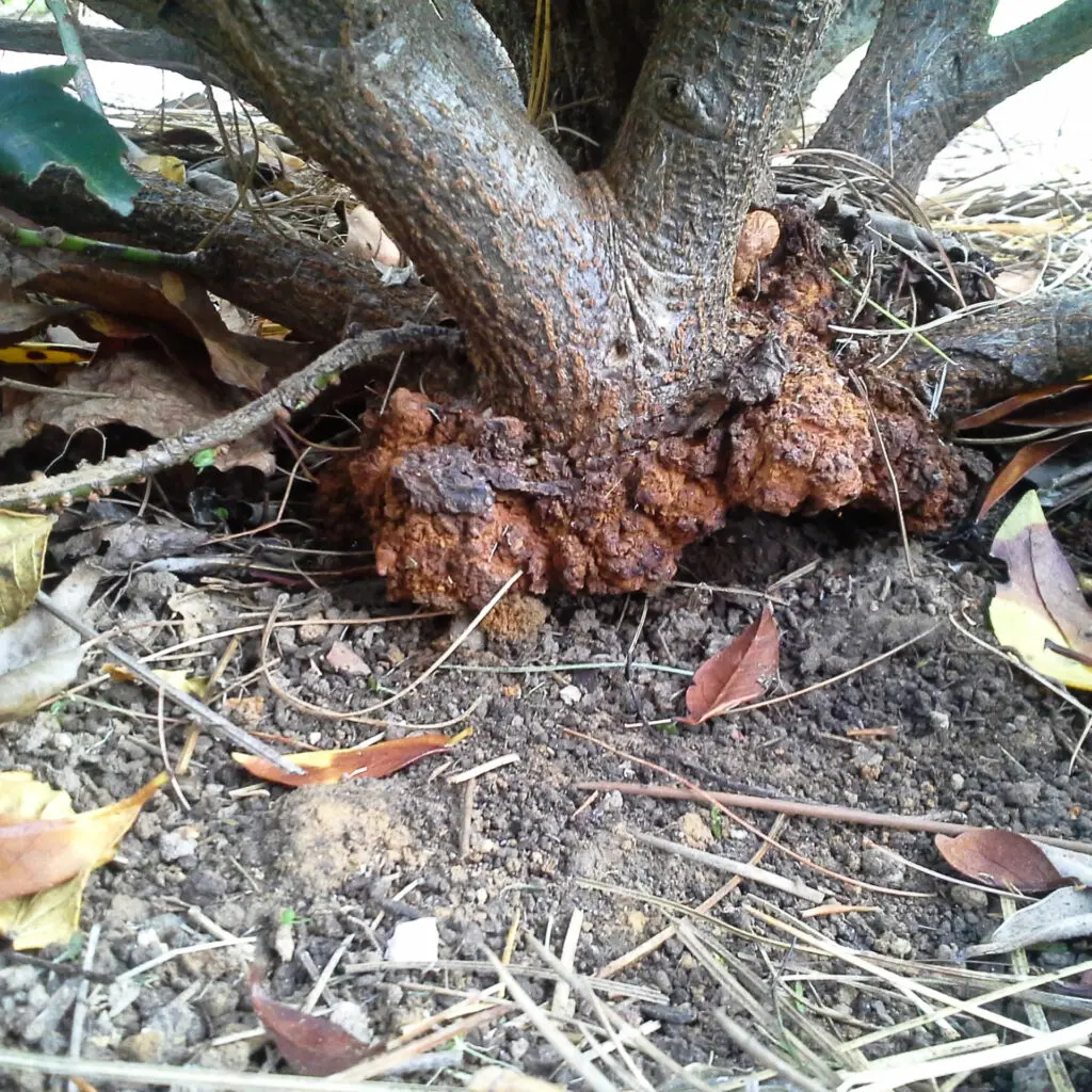 Pest Control, Plant Disease Control, And Weed Control In Lancaster County, Pa (Ian) 9 Peach Borer And Damage In Dwarf Cherry Laurel