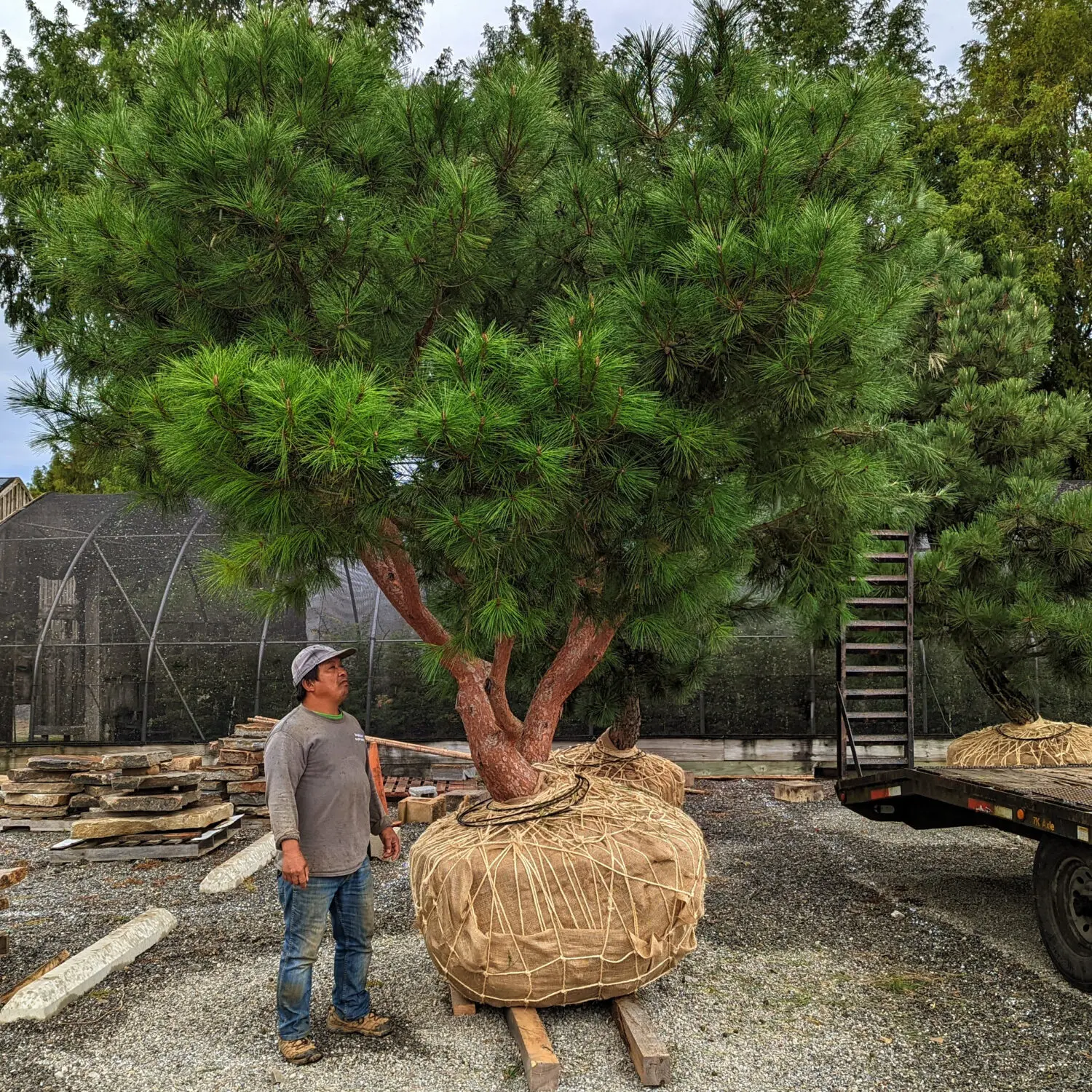 Ornamental Japanese Pine Trees 17 Japanese Red Pine, Pinus Densiflora ‘Tagyosho’ Cultivar, Being Prepared For Installation