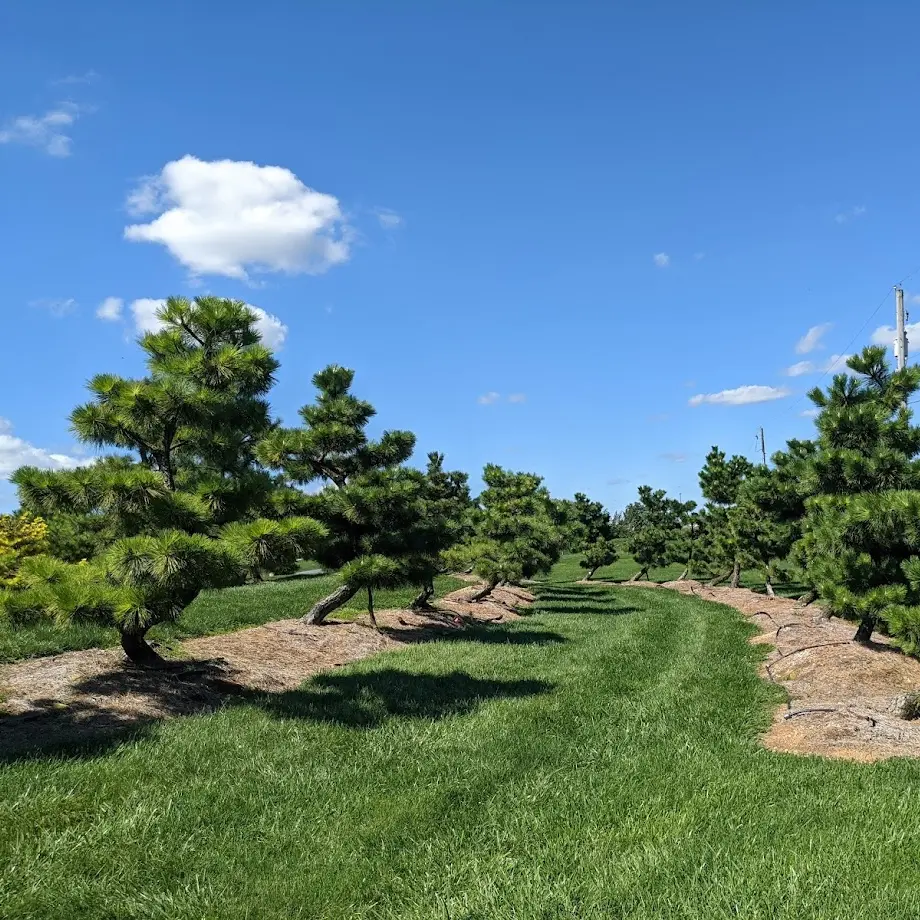 Ornamental Japanese Pine Trees 19 Japanese Black Pines, Pinus Thunbergii ‘Thunderhead’, At Our Nursery