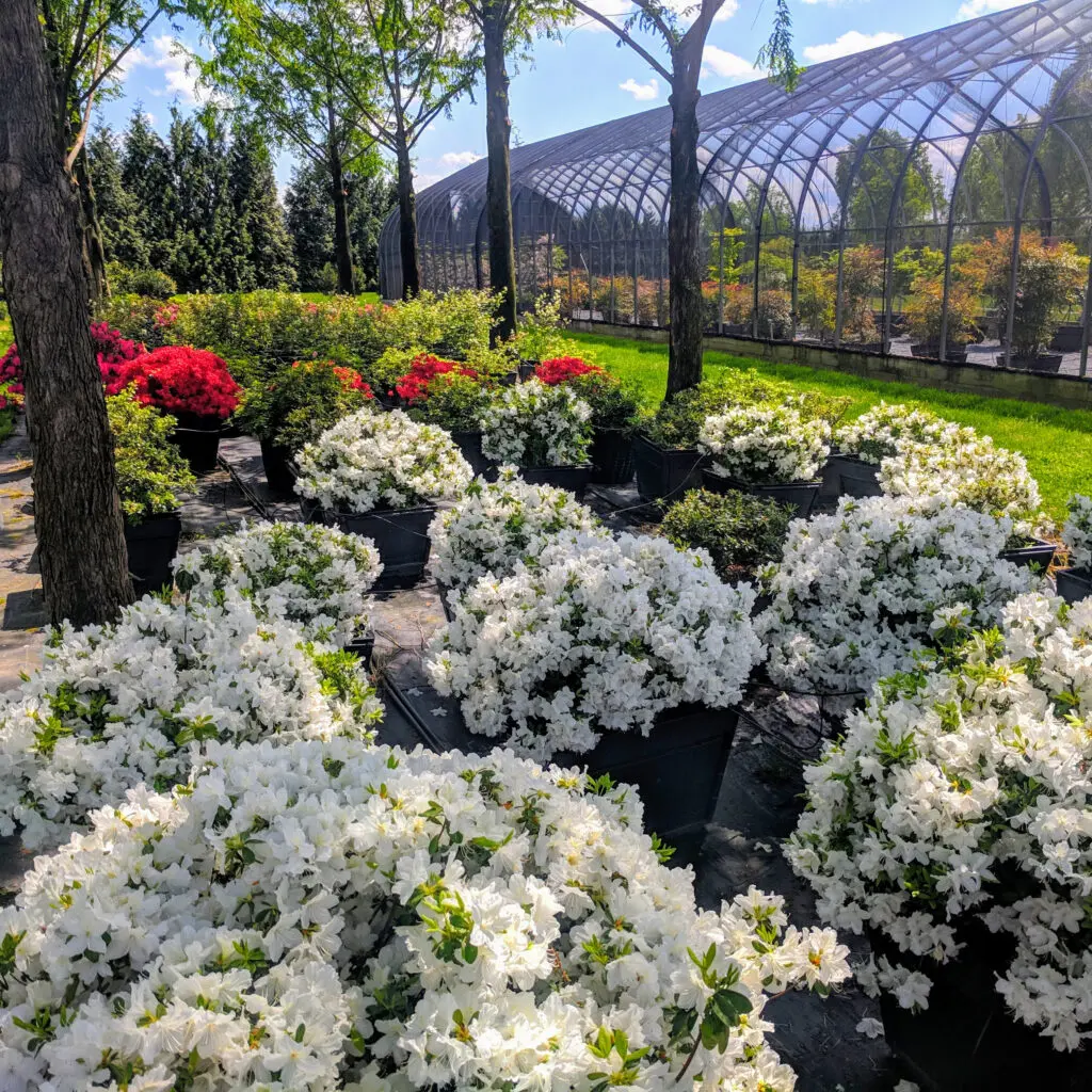 Specialty Plant Nursery In Lancaster, Pa 8 Azaleas In Bloom In Delaware Valley