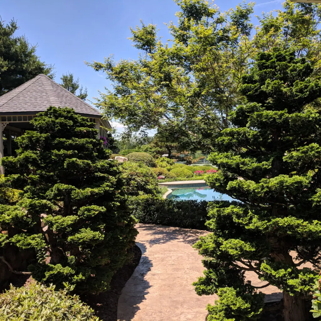 Specialty Plant Nursery In Lancaster, Pa 10 Pruned Dwarf Hinoki Cypress (Chamaecyparis Obtusa Nana Gracilis) At A Client'S Garden