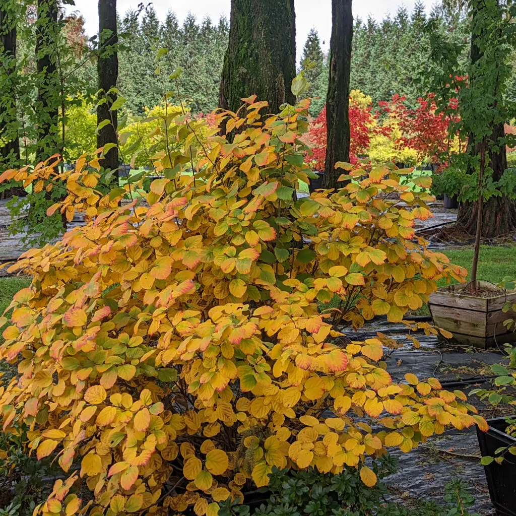 Specialty Plant Nursery In Lancaster, Pa 14 Fothergilla Near Mount Airy In Fall