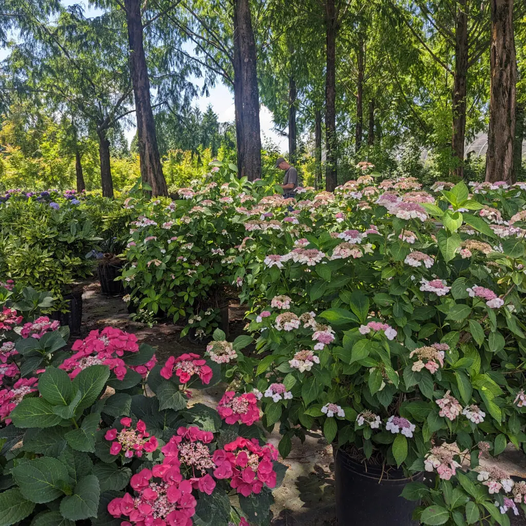 Specialty Plant Nursery In Lancaster, Pa 12 Variety Of Large-Sized Hydrangeas In Bloom At Our Nursery, Manheim, Pa